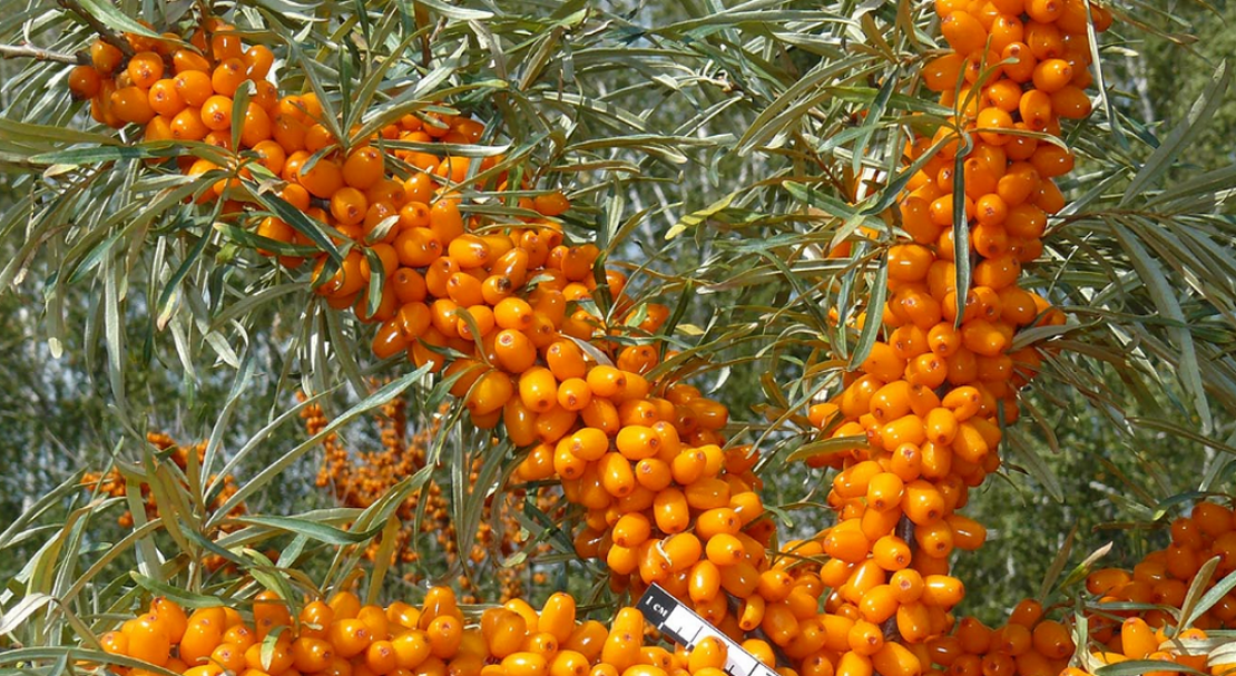 Облепиха Самородок: описание сорта, характеристики, особенности посадки и выращивания, отзывы