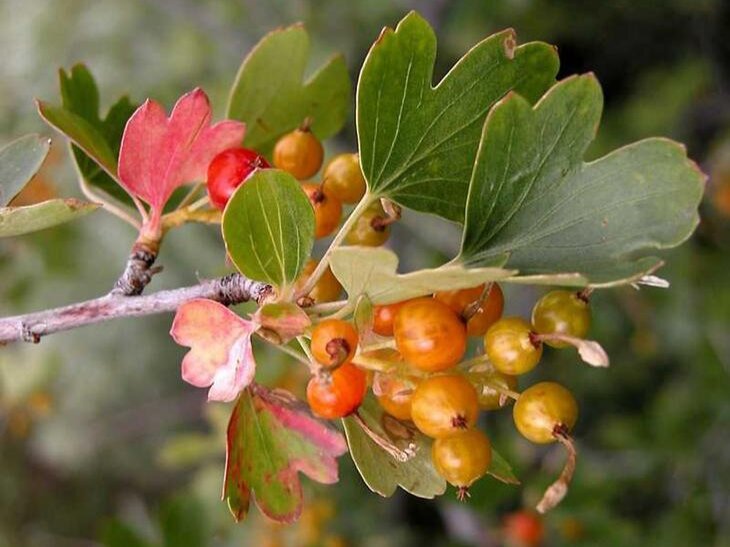 Плоды смородины золотистой. Фото: 6cotok.org