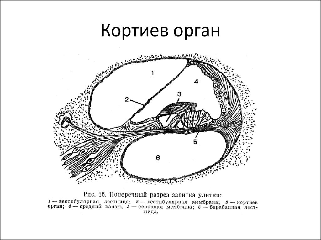 Схему поперечного разреза улитки