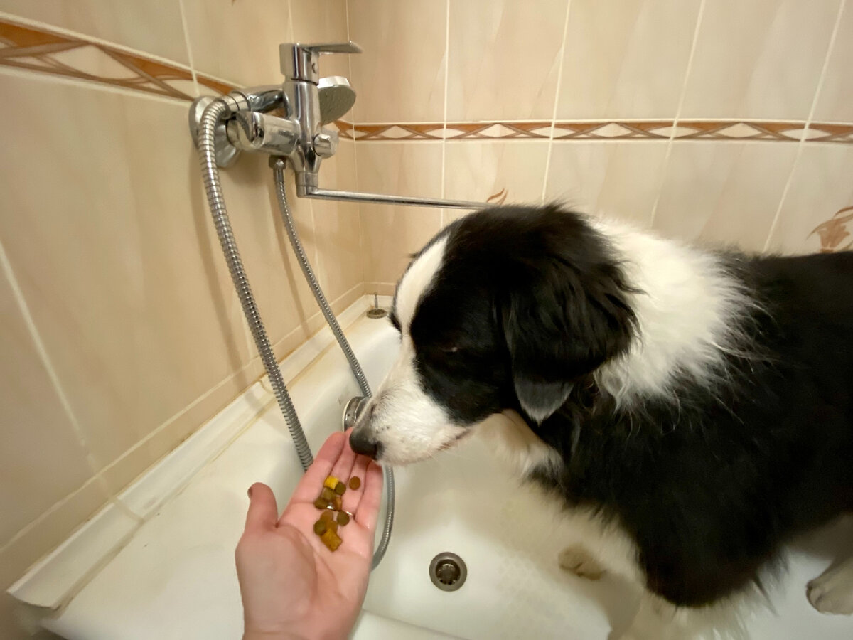 Чем мыть лапы собаке. Мыть собакам лапы мылом.