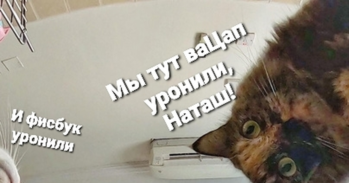 Неужели ничего. Наташа мы все уронили. Мы все уронили. Наташа мы все уронили без подписей. Наташа мы все уронили коты.