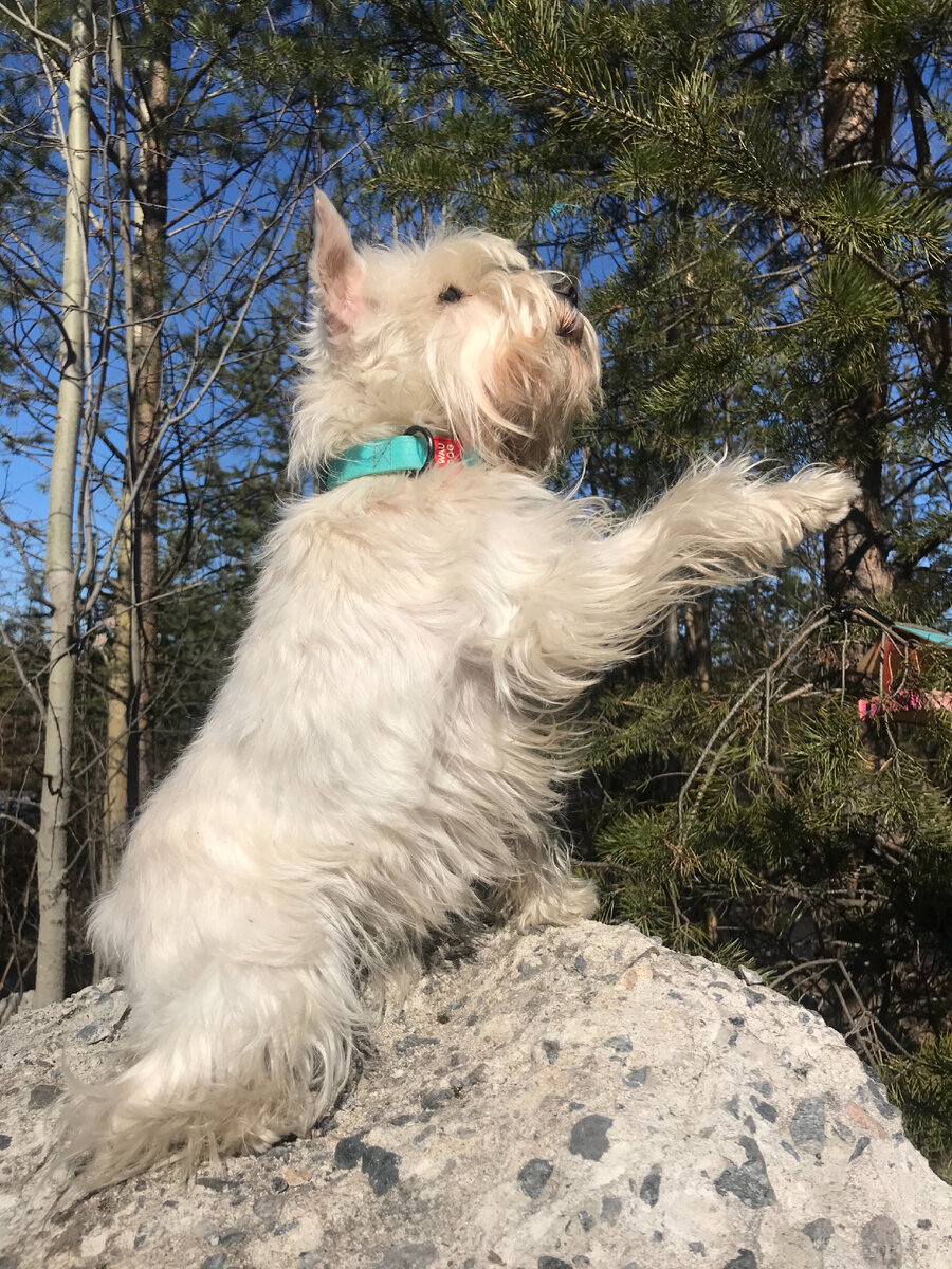 Без поводка фото получаются круче😉