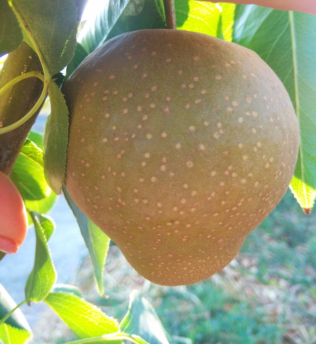 Груша бронзовая. Груша скрещенная с яблоком. Груша скрещенная с яблоком. Груша скрещенная с яблоком название сорта. Груша сорт нэши.