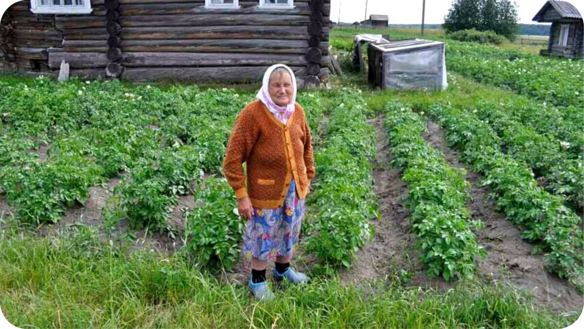 Соседка старая бабушка, справляет нужду прямо на грядки, говорит так урожай  будет больше | Урожайная грядка ❀ | Дзен