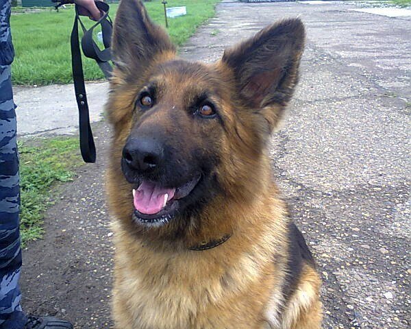 Немецкая овчарка