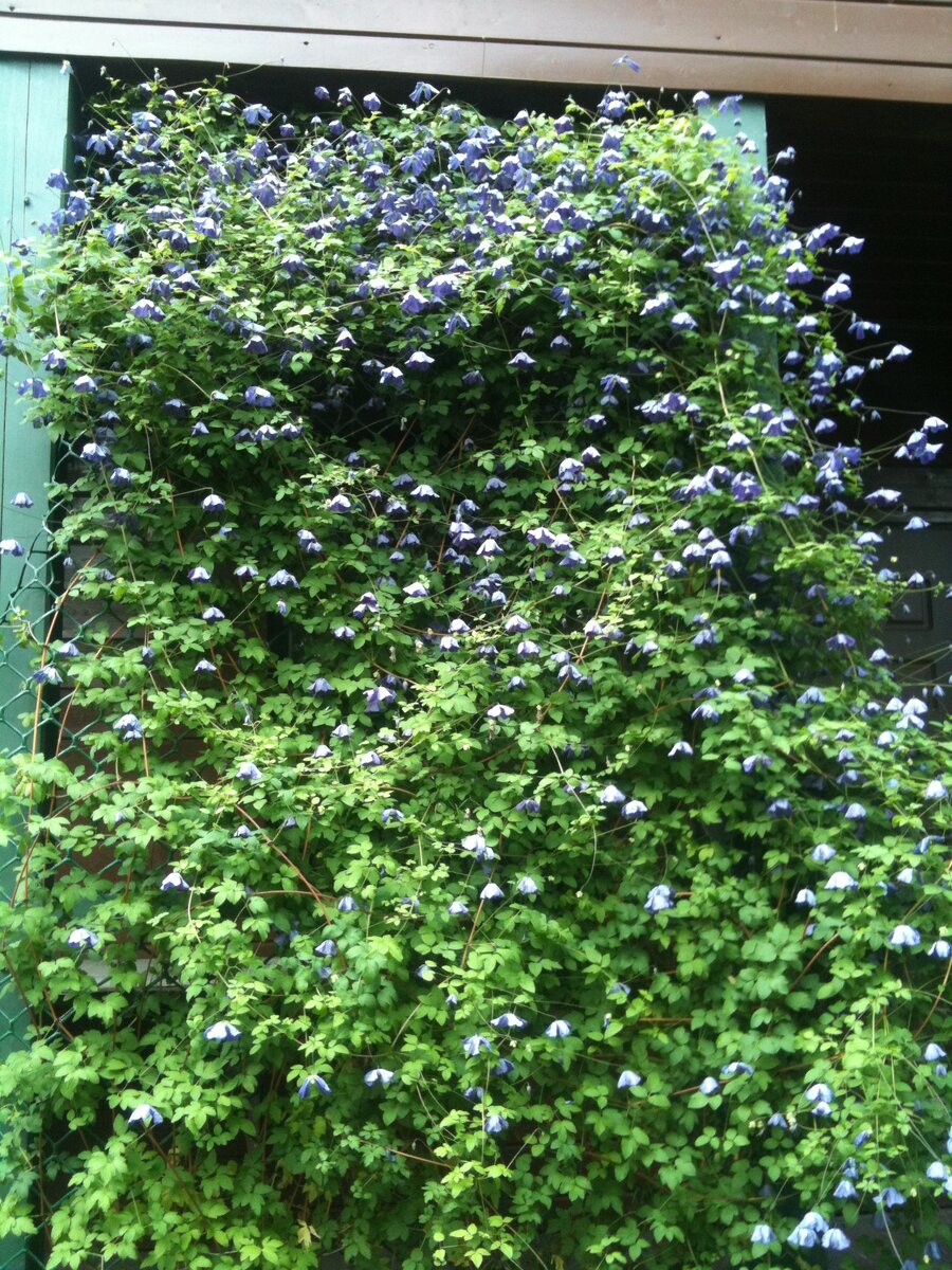 Клематис витицелла относится к 1 группе и в укрытии на зиму не нуждается.