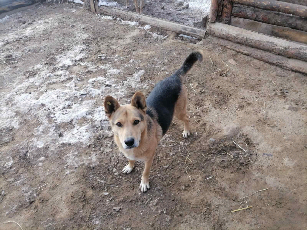 Рекс