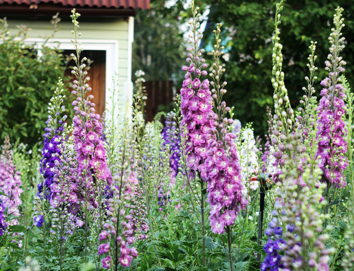 На фото дельфиниум многолетний.