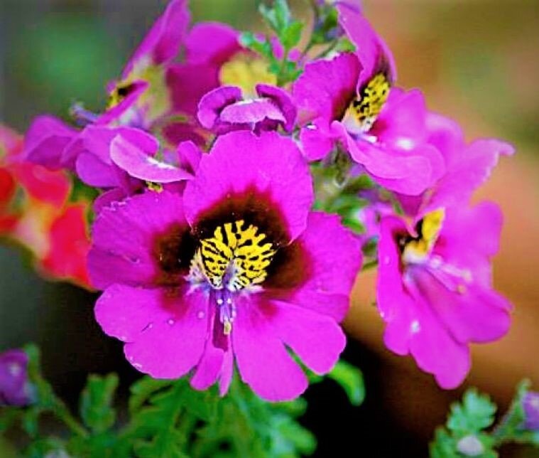 Листайте галерею для просмотра. Схизантус. Фото с сайта: https://clck.ru/ZraiZ.