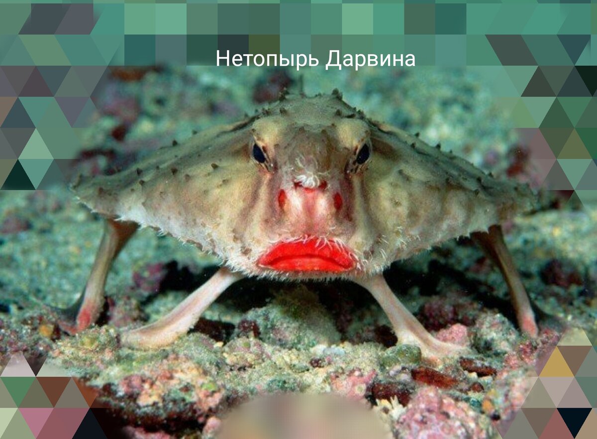 Рыба с ногами и накрашенными губами. Канал "Предприниматель Инфо"