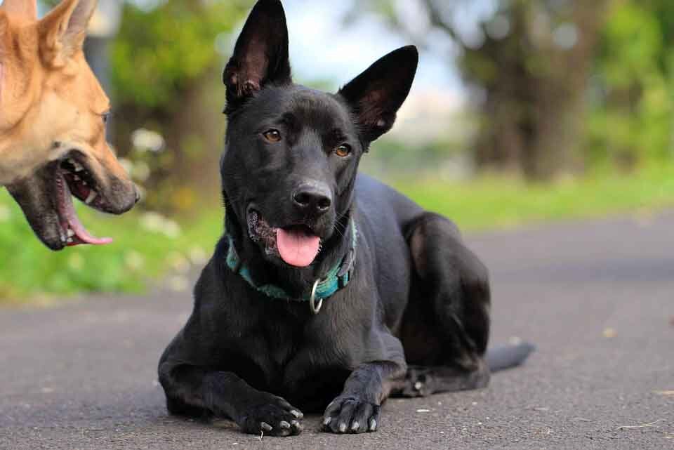 Тайваньская собака (Фото: https://www.mascotarios.org/en/perro-de-taiwan/)