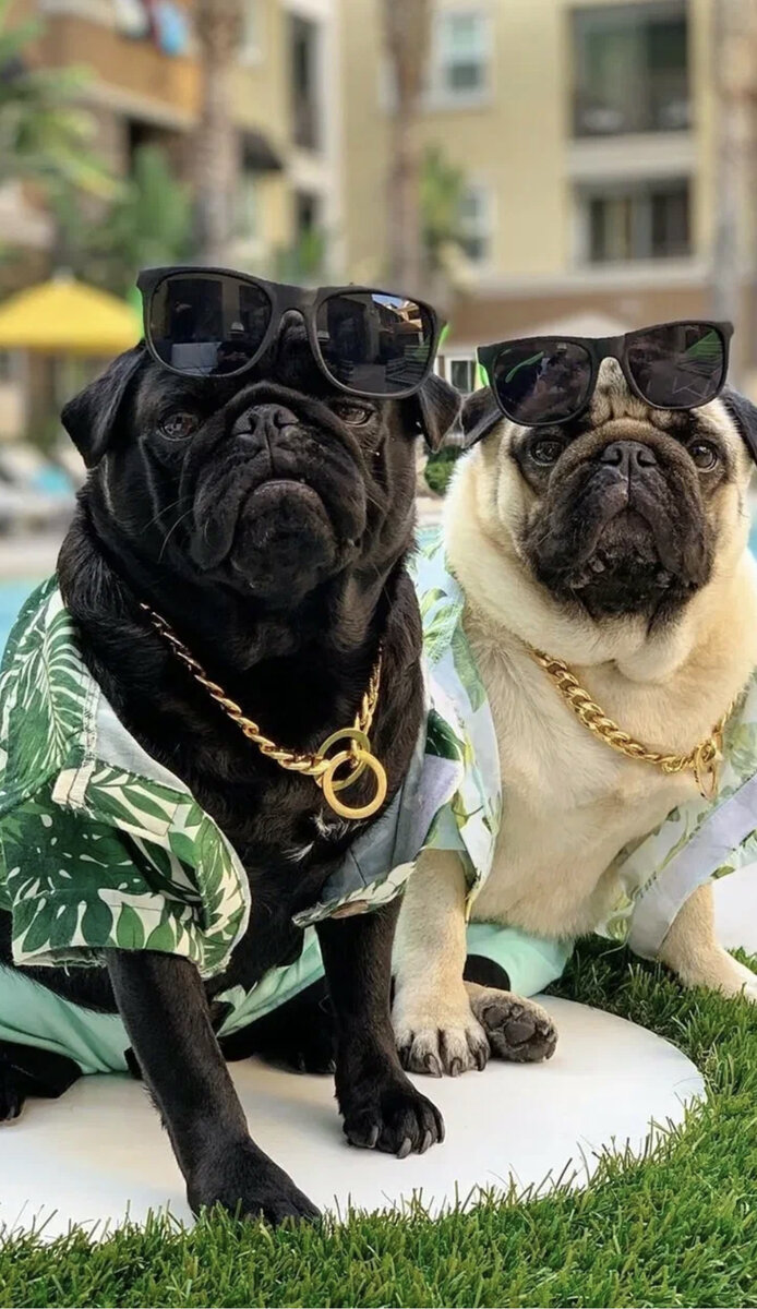 Мопс – собаки-брахицефалы. Они плохо переносят жару и склонны к полноте, поэтому их нельзя перегружать в теплую погоду и перекармливать. В комфортных условиях мопсы живут 12-15 лет. 

Эти собаки совершенно не агрессивны. Они любят находиться рядом с человеком и не переносят продолжительного одиночества. На время отпуска их следует оставлять с друзьями или соседями.