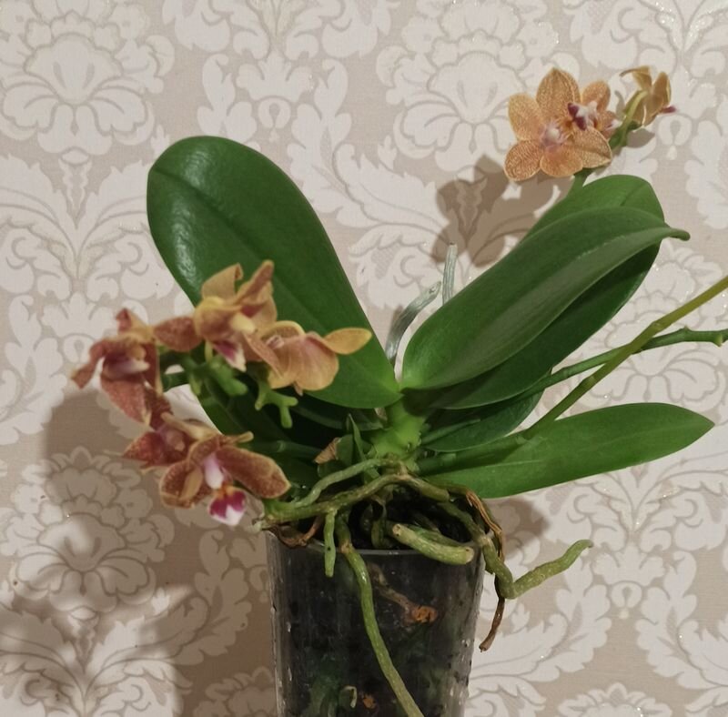 Фаленопсис из уценки
