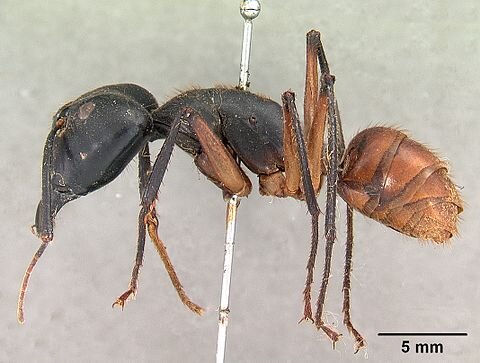 Самый крупный муравей на планете до 30мм из вида Camponotus gigas, фото из свободного доступа https://yandex.ru/images