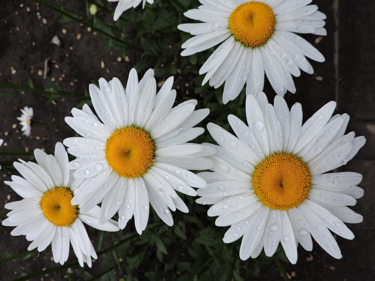 авторское  фото