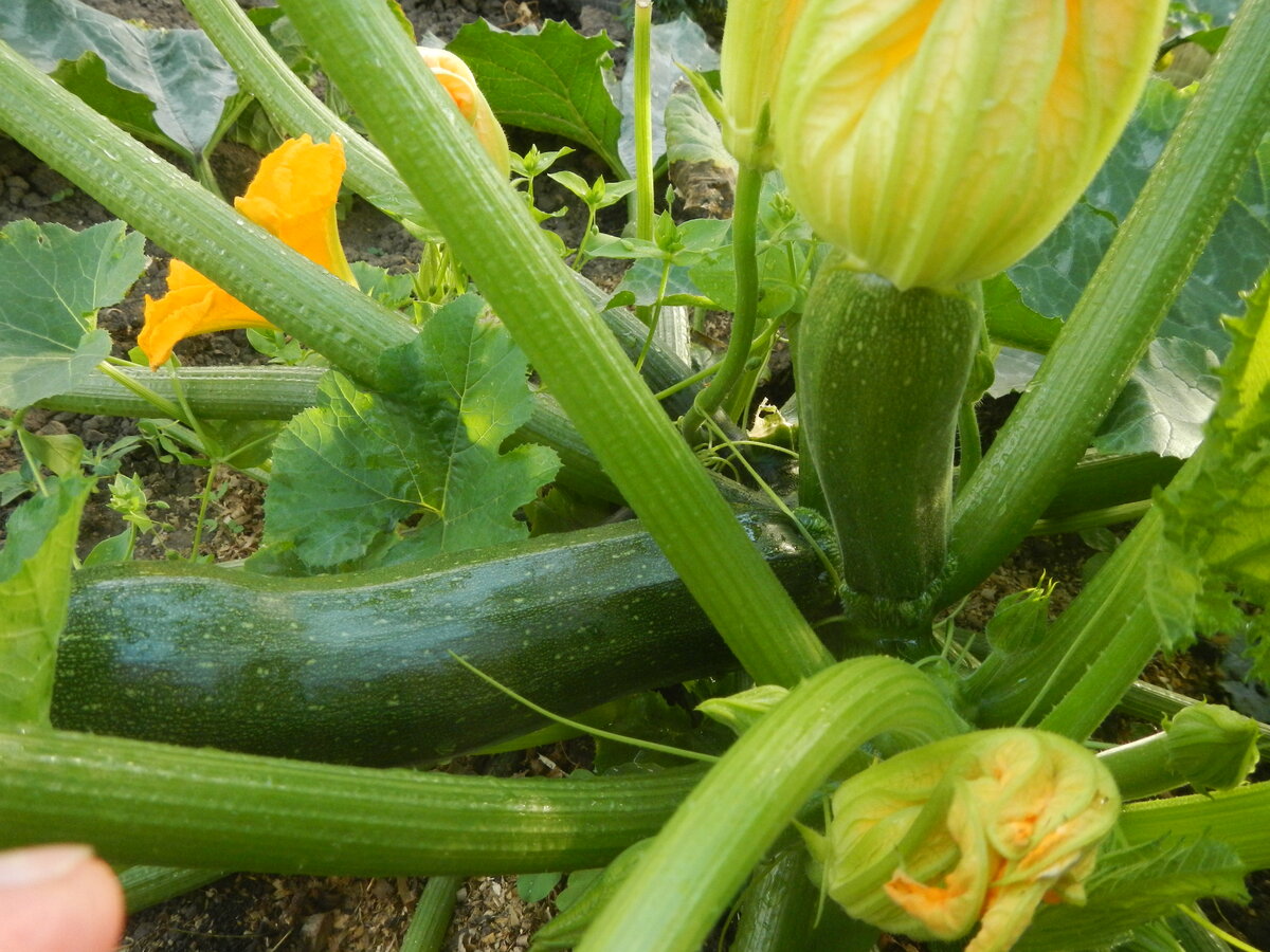 Вчера 2 плода сорвала...