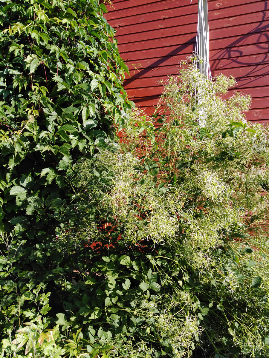 Сегодня утром: девичий виноград и клематис жгучий прячут глухой фасад