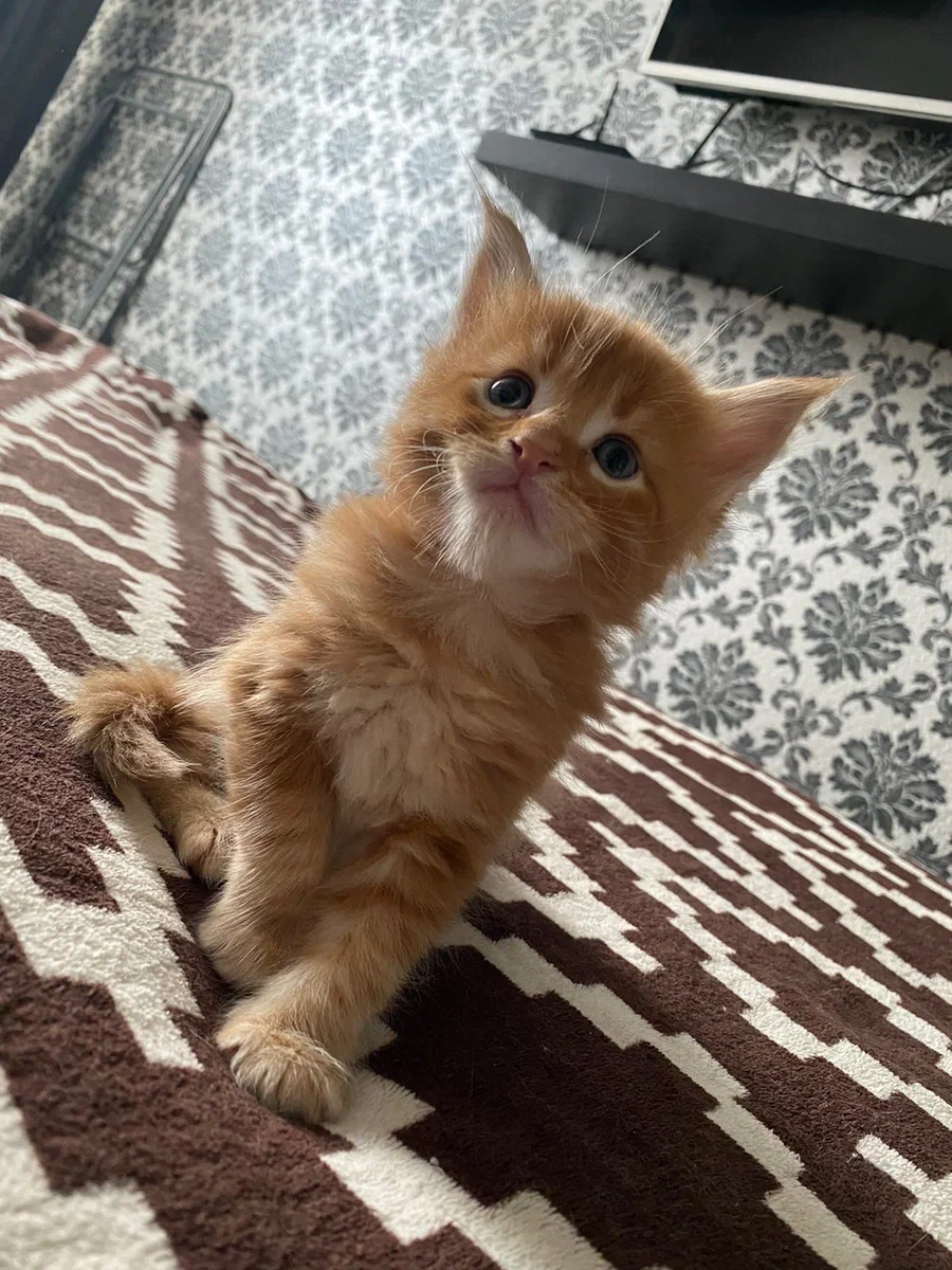 Даже месяца нету:)