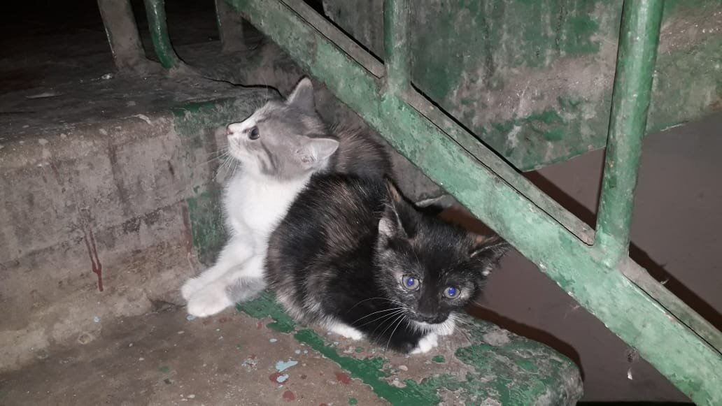 #котята #котятавдобрыеруки #нужнапомощь  #помогите 