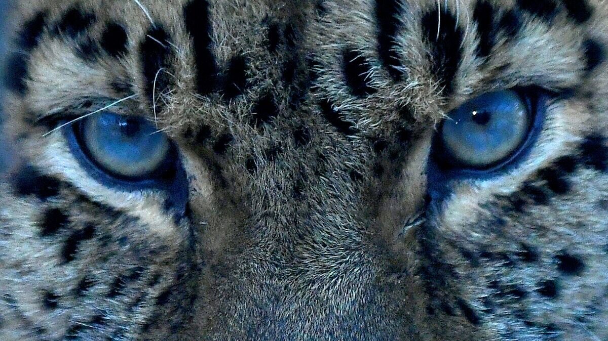    Дальневосточный леопард по кличке Кирин в открытом вольере в парке флоры и фауны "Роев ручей" в Красноярске© РИА Новости / Илья Наймушин