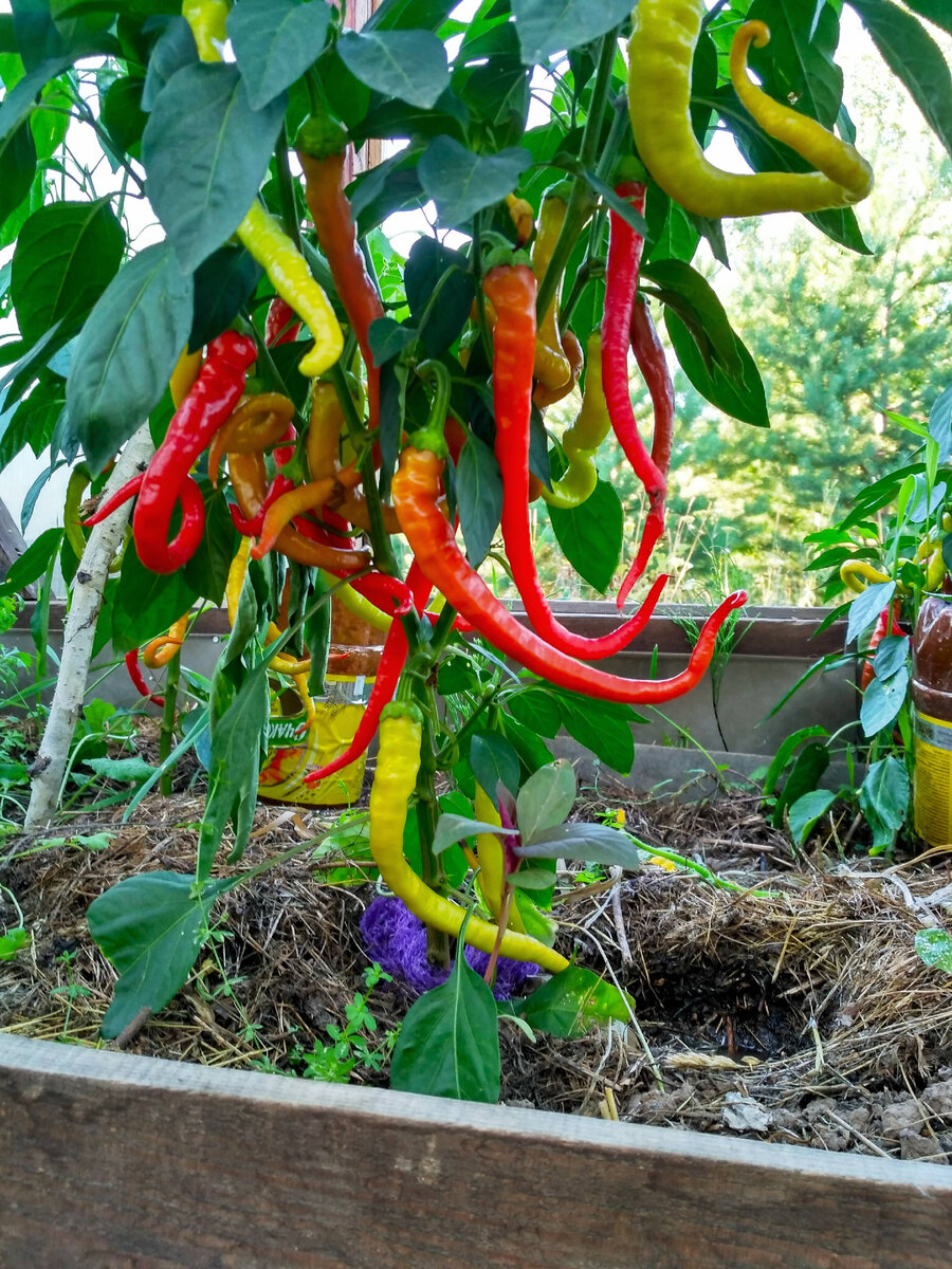 А вот фото в горшке, увы, не делала. Зимой перчики на нём продолжали наливаться и краснеть. Особенно активно - с марта, когда солнца стало больше. Стало заметно больше цветов, да и вообще кустик повеселел