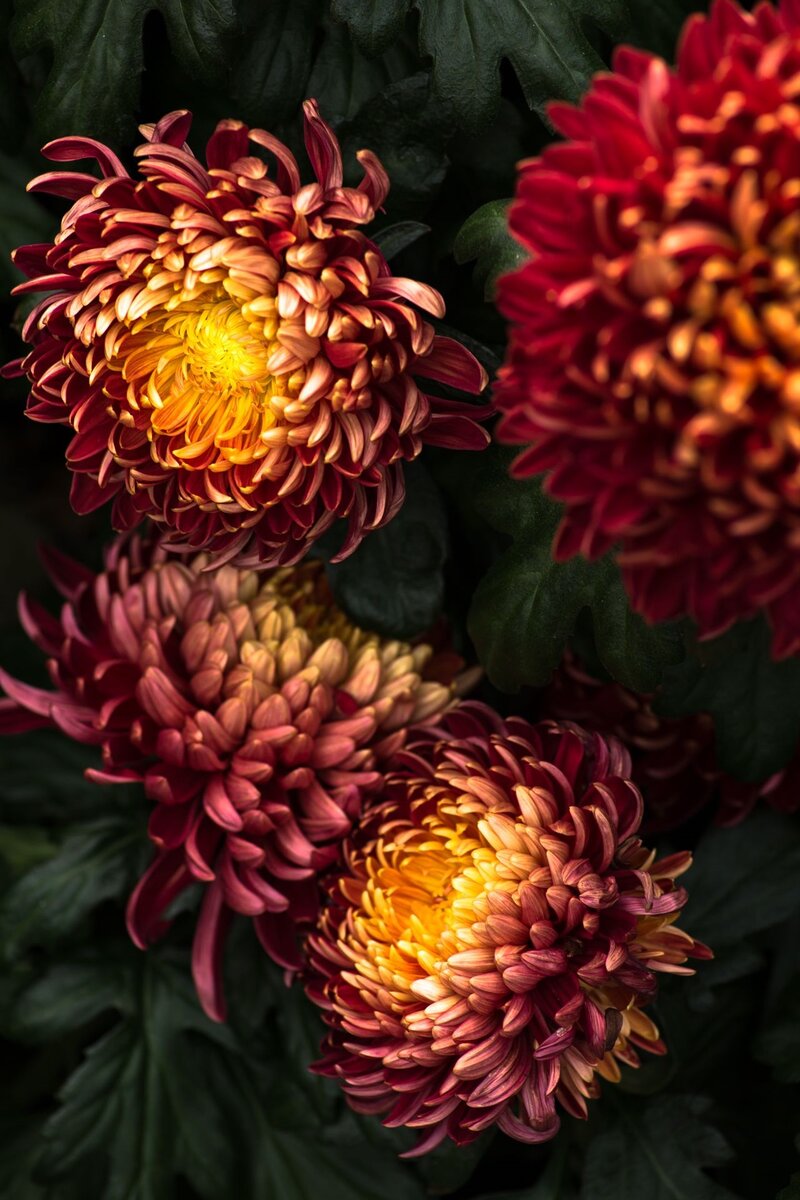 Фото с сайта: https://ru.pinterest.com/pin/97038566960411441/