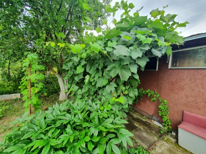 Подготовка винограда к зиме