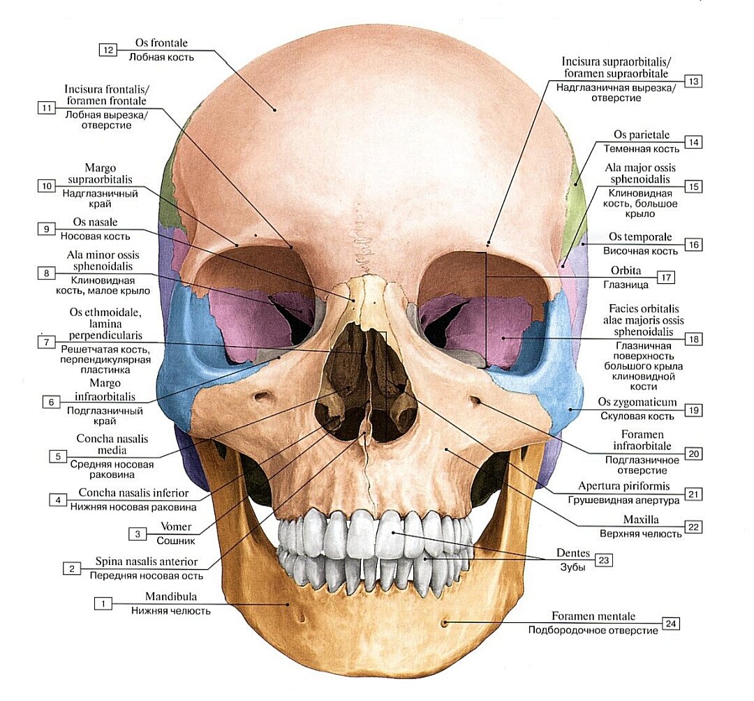 Череп. Вид спереди.