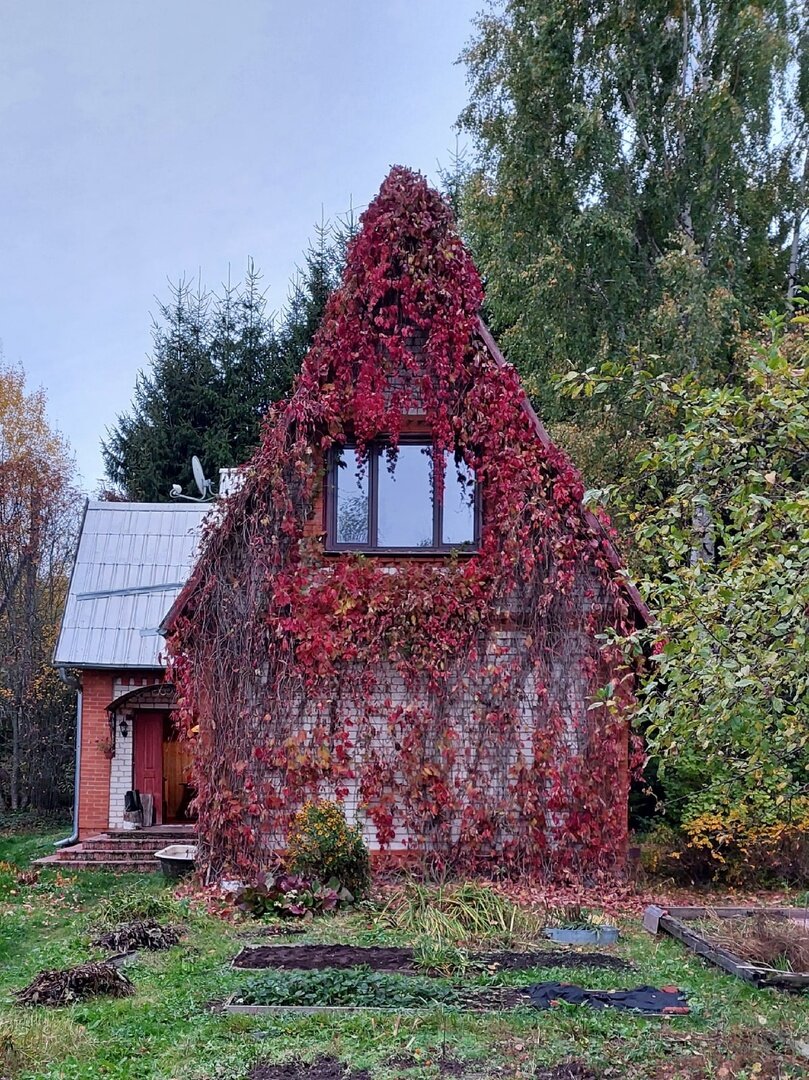 Виноград из желудей (мастер-класс)