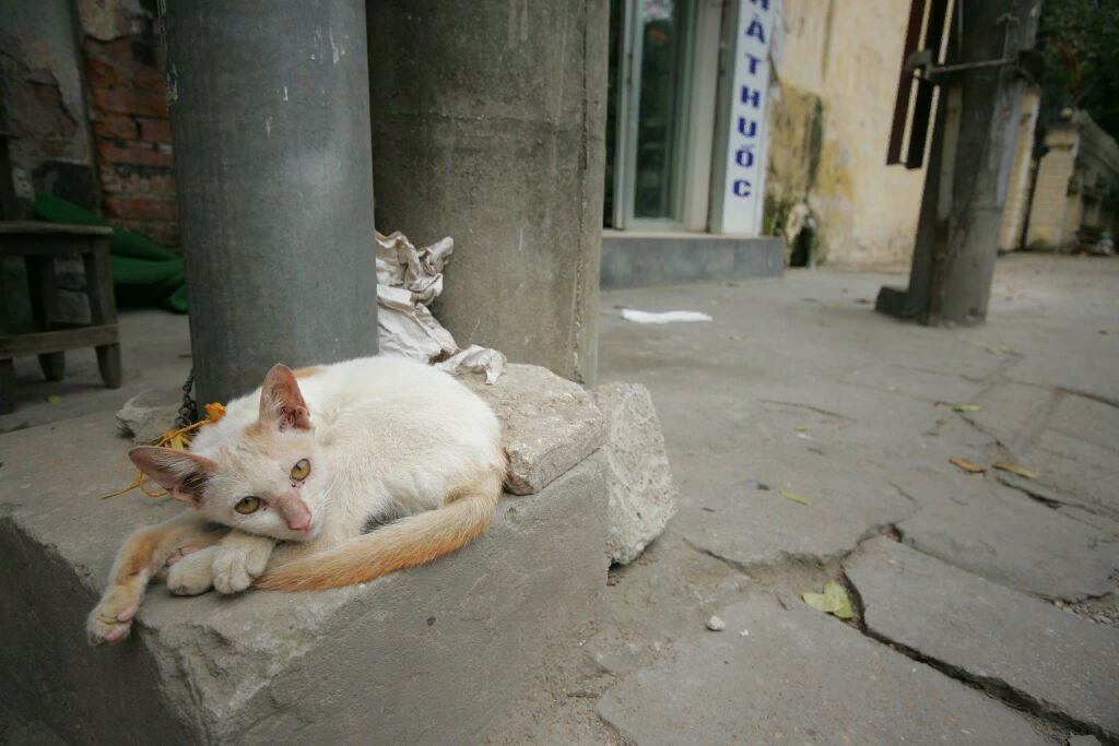 🐱Почему в некоторых странах запрещено иметь кошку в доме