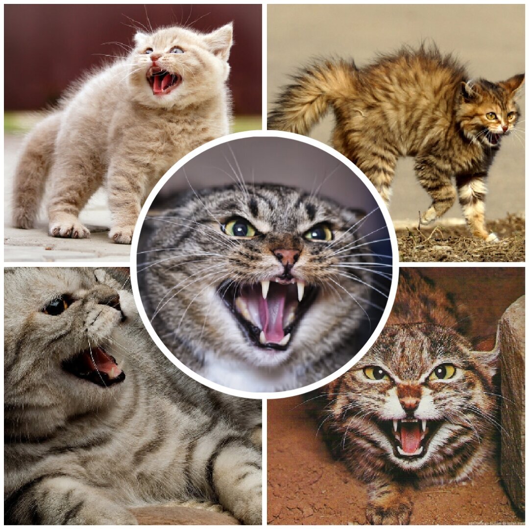 Агрессивные звуки котов. Агрессия у кошек. Выражение лица кошек агрессия. Кошка Агрессор. Милое животное агрессивное кошачий.