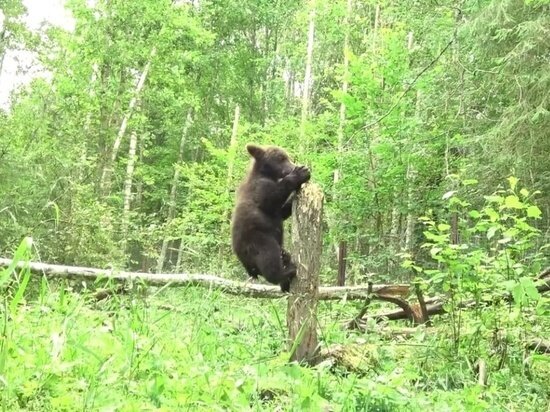     фото: скриншот из видео