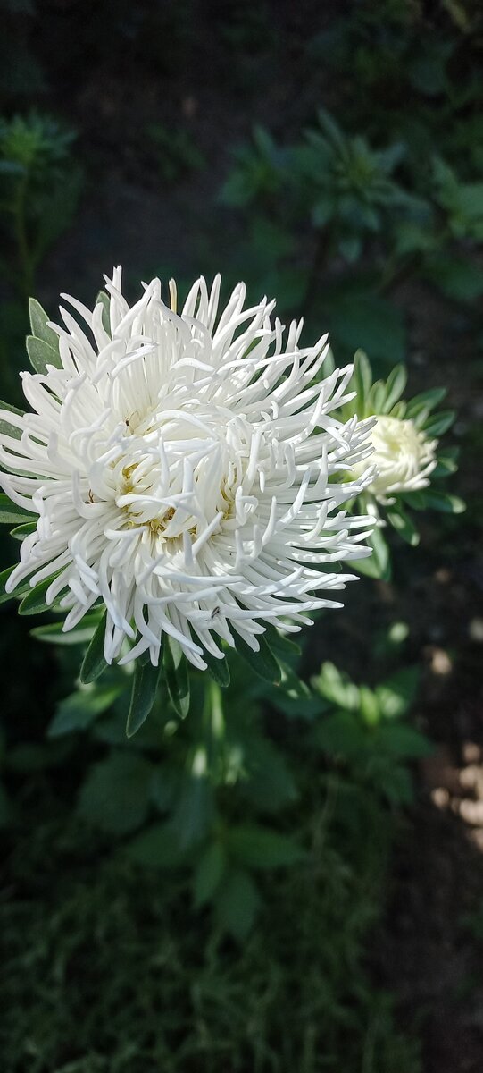 белые быстро становятся грязными, неопрятными