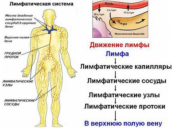 Схема строения лимфатической системы пропущенные компоненты. Схема оттока лимфы в организме человека. Лимфатическая система человека схема движения лимфы анатомия. Схема направления движения лимфы лимфатической системы человека. Схема строения лимфатического сосуда.