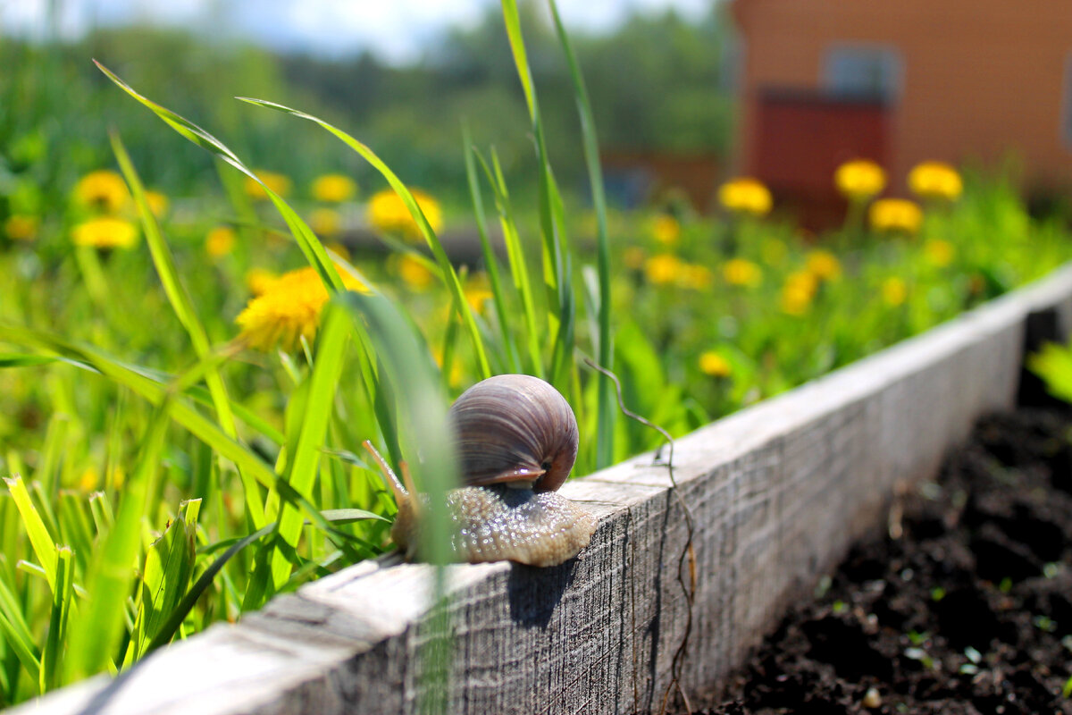 Все-таки хотелось, чтобы они размножались быстрее и росли активнее.