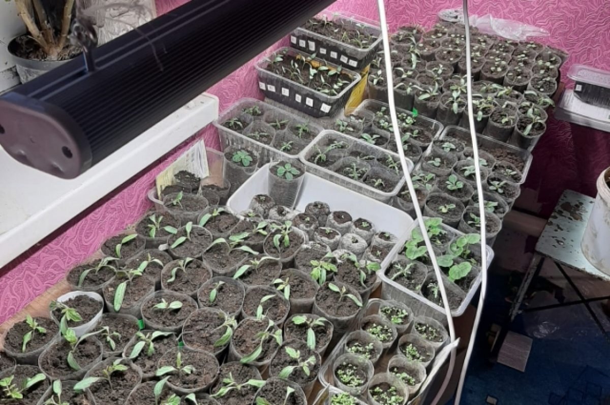    Опытные огородники к сезону начинают готовиться задолго до весны.