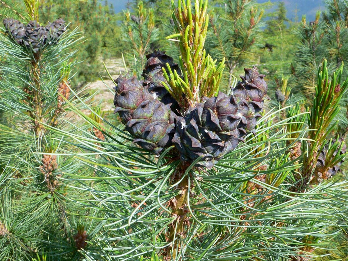 Сосна Кедровая стланиковая glauca