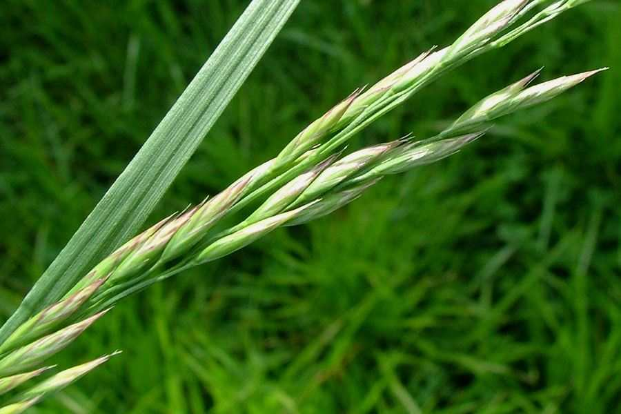 Овсяница тростниковидная. Овсяница тростниковая Festuca arundinacea. Овсяница тростниковая (Meandre). Овсяница тростниковая (Festuca arundinacea l.). Овсяница Луговая Festuca.