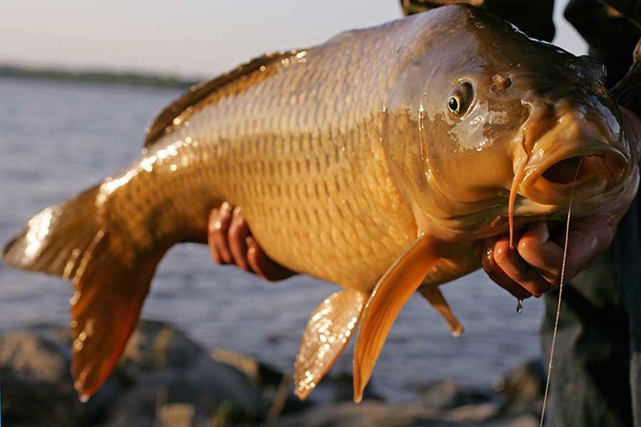Существует множество классификаций рыб, одной из которых является степень жирности. Пресноводные обитатели зачастую уступают в этом показателе морским видам.-2