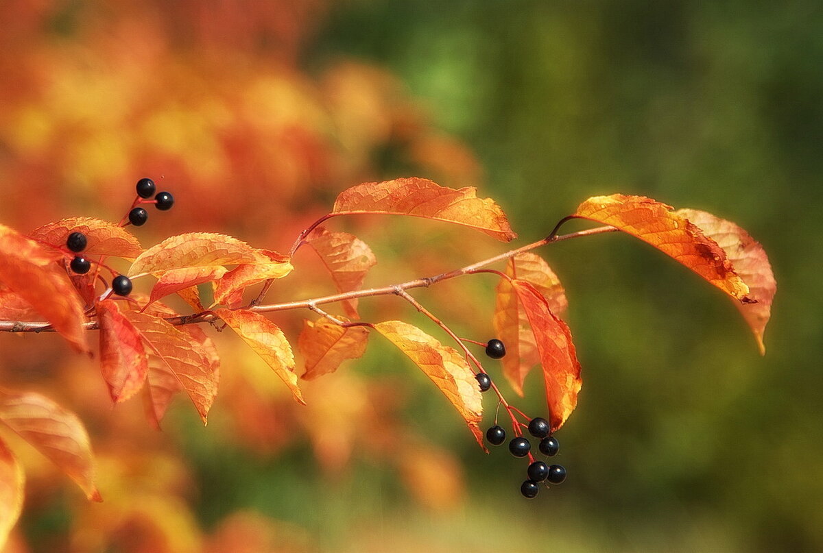 Фотография моя.