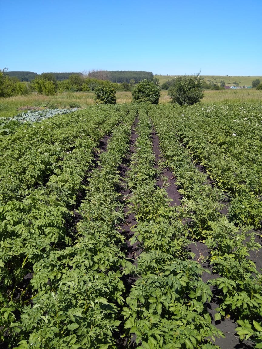 40 соток картофеля фото. ведро картошки. секреты посадки картошки. картофель 700 кг с сотки. сотка картошки.