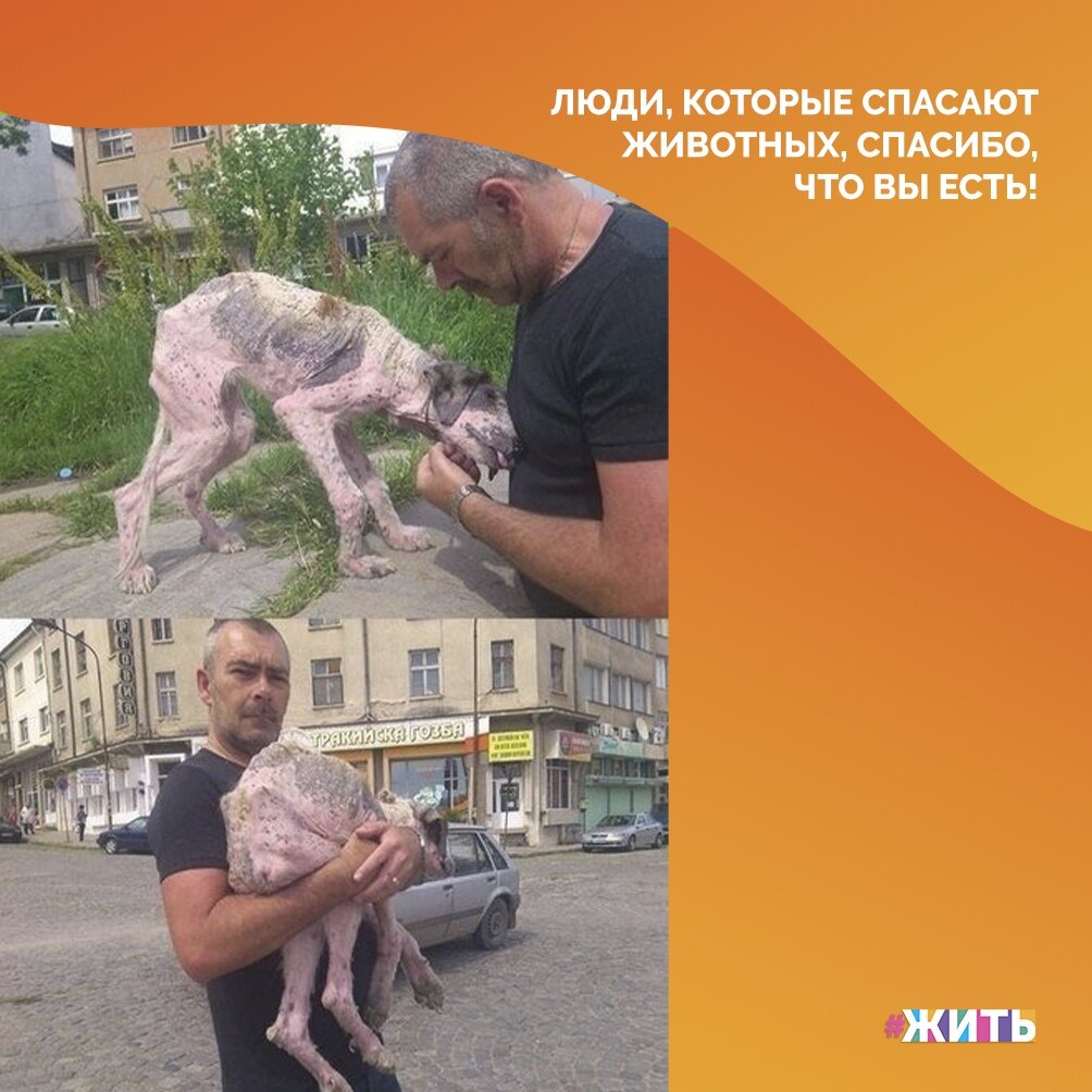 В мире существует большое количество приютов и спасательных центров для животных, но все равно этого мало и они не в силах всем помочь😔 
Быть может, просмотрев эти поучительные фотографии, Вы поймете, что не надо быть кем-то великим, чтобы спасти чью-либо жизнь☝

Помогайте животным, будьте счастливы!☀

#жить #проектжить #добро