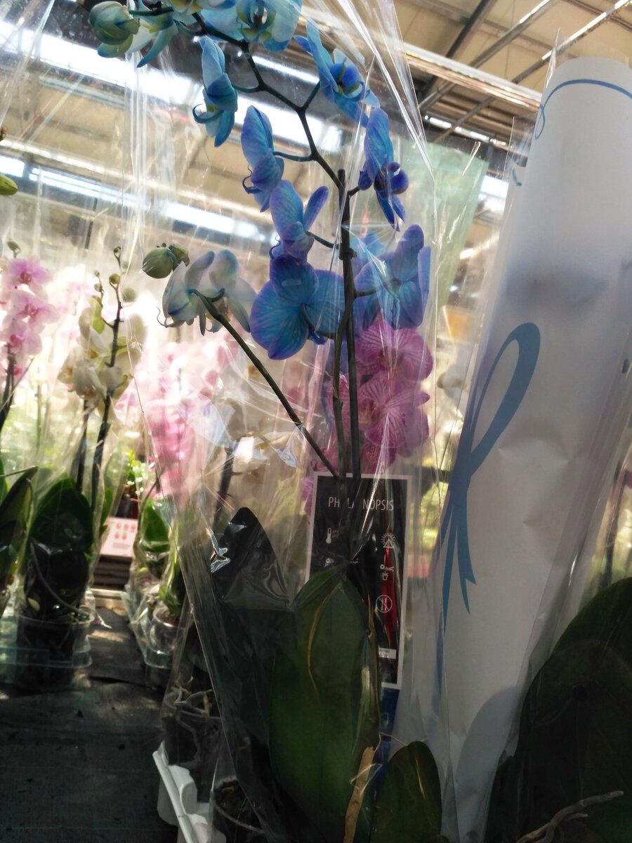 Фото автора статьи, листайте галерею с фото