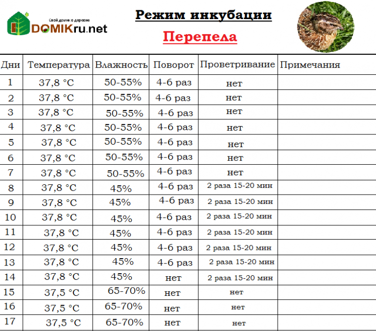 Режим инкубации бройлеров в инкубаторе. Таблица вывода перепелов в инкубаторе в домашних. Таблица инкубации перепелиных яиц в инкубаторе. График инкубации перепелов яиц таблица. Температура при инкубации перепелиных яиц в инкубаторе.