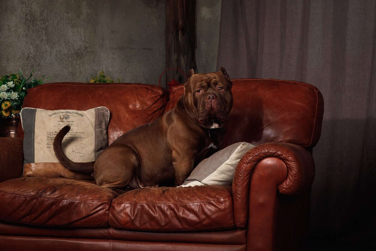 Американский Булли Честер 