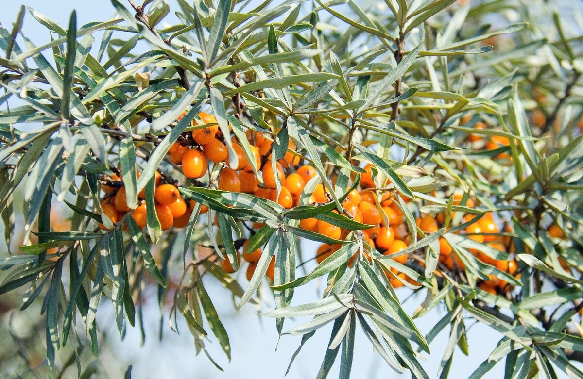 Лист облепихи свойства. Облепиха (лист). Hippophae rhamn. 'Hergo'. Листья облепихи крушиновидной. Облепиховое дерево.