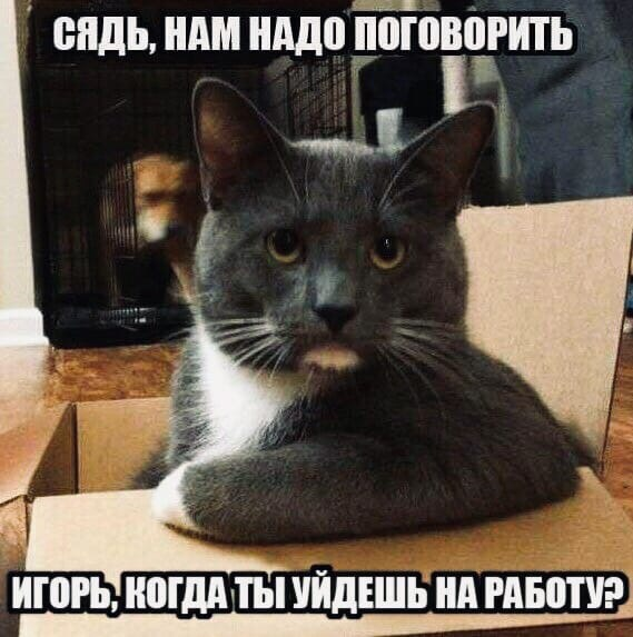 Вот примерно так она на меня смотрит