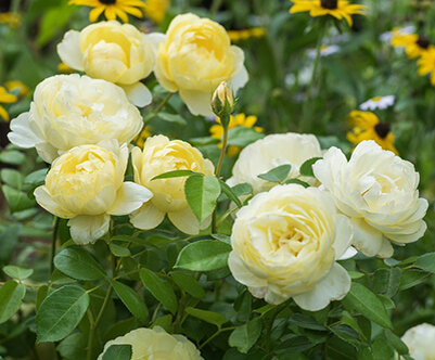 Роза Ванесса Белл (английская, парковая)