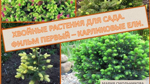 Хвойные растения для сада.Фильм первый - карликовые ели.