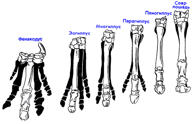 Эволюция лошади (конечность) Источник: Филогенез лошади - uCoz